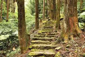Tour image of Alishan Private Day Tour from Taichung