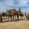 Image of Museums