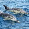 Image of Nature and Wildlife Tours