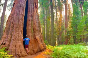 Tour image of Sequoia National Park Small-Group Tour from Wuksachi Lodge