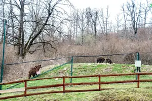 Tour image of Bear Sanctuary and Bran Castle from Brasov