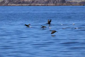 Tour image of Boat Tour of Dingle Peninsula