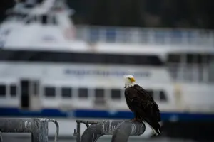 Tour image of Kenai Fjords and Resurrection Bay Half-Day Wildlife Cruise