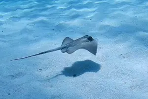 Tour image of Discover Scuba Diving