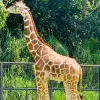 Image of Safaris