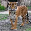 Image of Zoos & Wildlife Parks