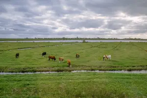 Tour image of Windmill Tour from Amsterdam, Including Volendam & Marken