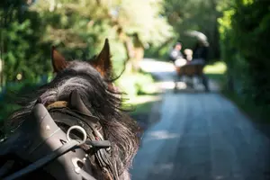 Tour image of Guided Killarney National Park Tour