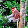 Image of Safaris