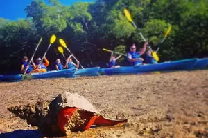 Tour image of Mangrove Tunnels & Mudflats Kayak Tour - Local Biologist Guides