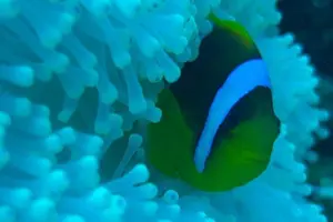 Tour image of Scuba Diving , Snorkeling , and Swimming in Jeddah
