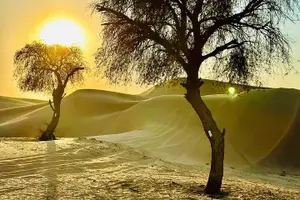 Tour image of Abu Dhabi Evening Desert Safari - Private car Dune bashing & BBQ