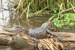 Tour image of Honey Island Swamp Boat Tour with Transportation from New Orleans