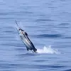 Image of Fishing Charters