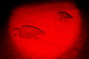 Tour image of Turtle Watching Night Tours with Expert Naturalist
