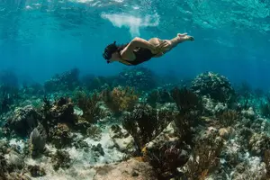 Tour image of Private Charter Reef fishing, Stingray City, Snorkel, Mangroves