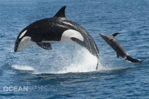 Tour image of Whale Watching Monterey Bay semi-private limited to 6 people max