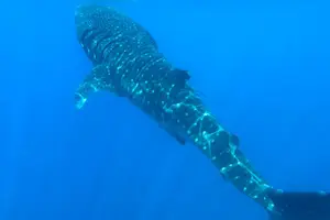 Tour image of Snorkeling at Dimaniyat Islands and Dolphin Watching