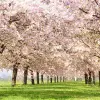 Image of Cherry Blossom