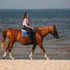 Image of Horseback Riding