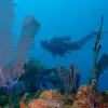 Image of Freediving