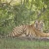 Image of Wildlife Watching