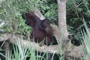 Tour image of 3 Days 2 Nights Tanjung Bulat Jungle Camp With Gomantong cave