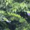 Image of Bird Watching