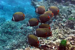 Tour image of Surin Islands- Early Bird Snorkeltour from Khao Lak in English, French, German, Italian