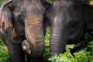Tour image of A Morning with the Elephants at Phuket Elephant Sanctuary