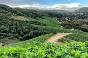 Tour image of Discover Sonoma's Natural Wineries in Small-Group Tour
