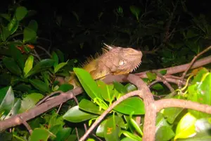 Image of Puerto Rico