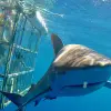 Image of Shark Diving