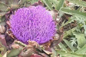 Tour image of 2-Hour Botanic Garden Tour in Akoursos