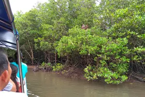 Tour image of Langkawi UNESCO Kilim Geopark Mangrove & Bat Cave Tour