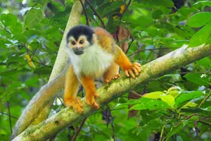 Tour image of Tour Privado de Aventura no Parque Natural do Corcovado
