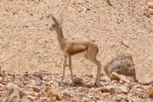 Tour image of Two hour guided jeep tour in to and around the Ramon crater