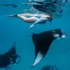 Image of Wildlife Encounters
