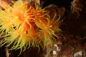 Tour image of 2 Days PADI Advanced Course from Phi Phi