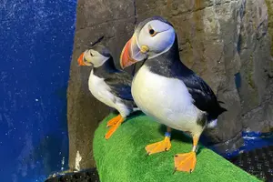 Tour image of Beluga and Puffin Sanctuary Visitor Centre with Aquarium