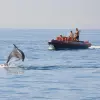 Image of Dolphin Watching