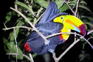 Tour image of Tropical Forest night tour small group.