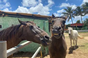 Tour image of Horseback Ride Tour to Natural Pool in Arikok National Park