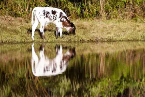 Tour image of Wild Florida Drive-Thru Safari and Gator Park Admission