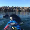 Image of Kayaking Tours