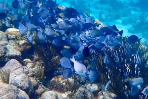 Tour image of Starfish Point, Stingray City-Sandbar & Coral Gardens