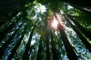 Tour image of Introduction to Wilderness Survival Clinic in Santa Cruz