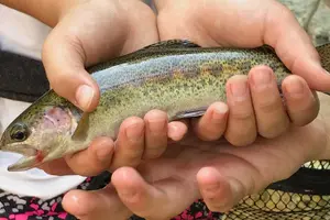Tour image of Family Fun Private Half Day Fly Fishing Adventure