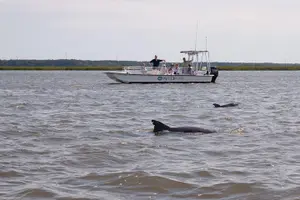 Tour image of 90-Minute Dolphin and Nature Tour of Hilton Head