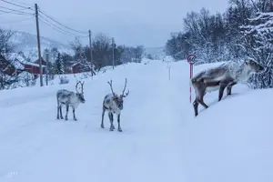 Tour image of Arctic Nature Photography Sightseeing Tour from Tromso